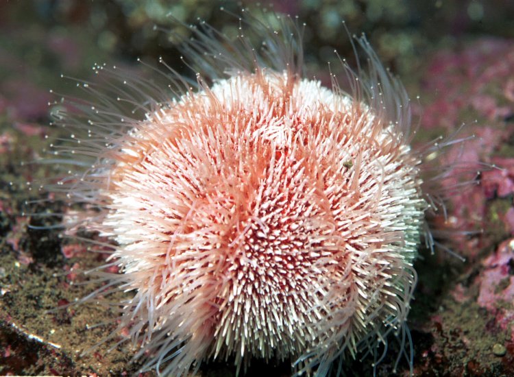 Sea Urchin