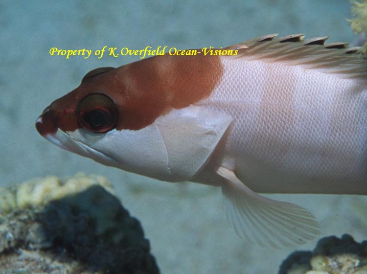 Black Tipped Grouper