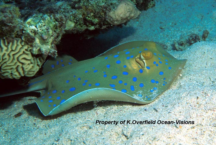 Blue Spotted Sting Ray