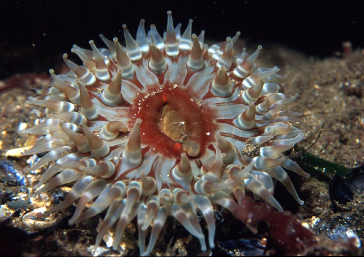 Sea Anemone