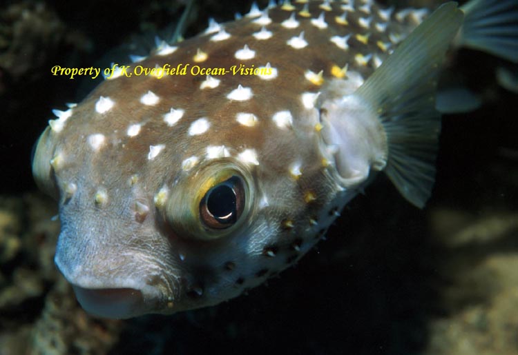 White Spotted Puffer fish