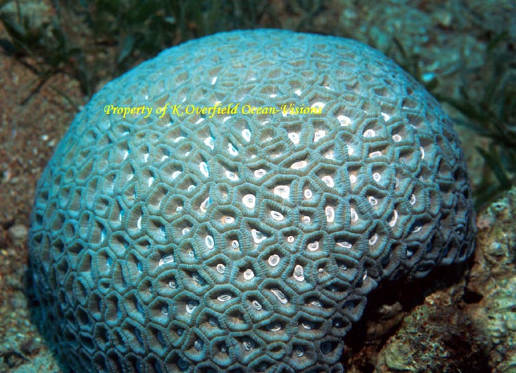 Brain Coral