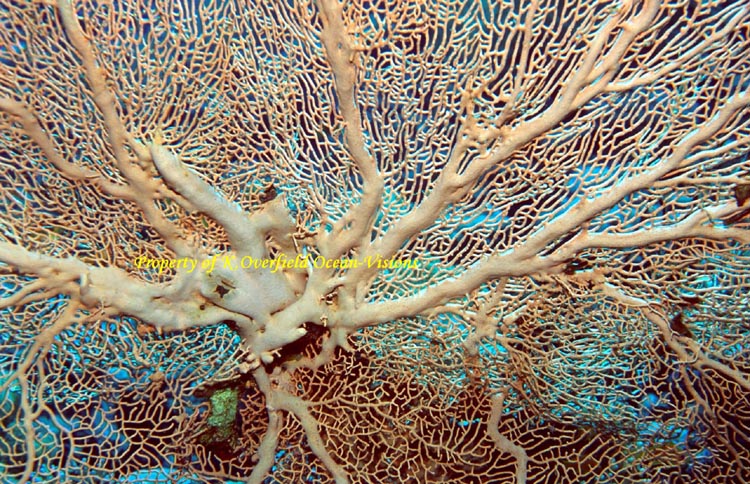 Gorgonion Sea Fan