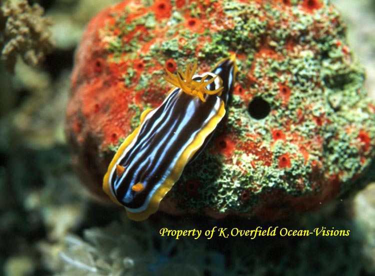 Nudibranch