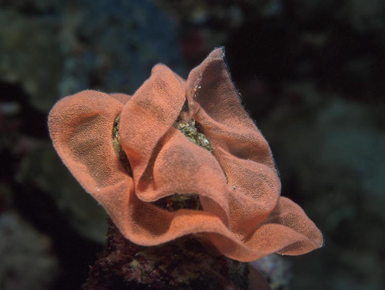 Red Soft Coral