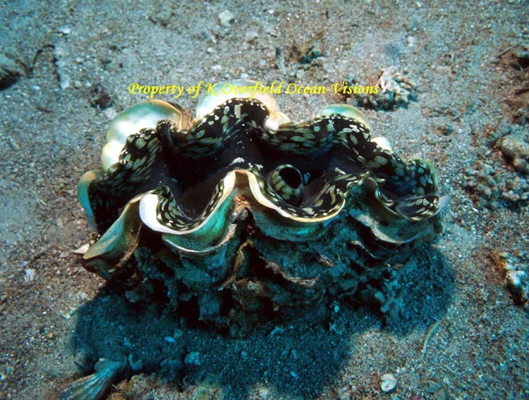 Tridacna Clam