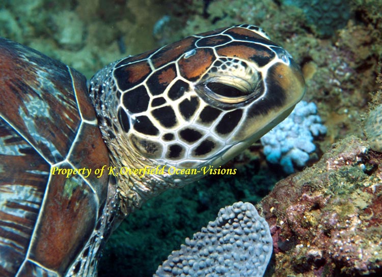 Hawksbill Turtle