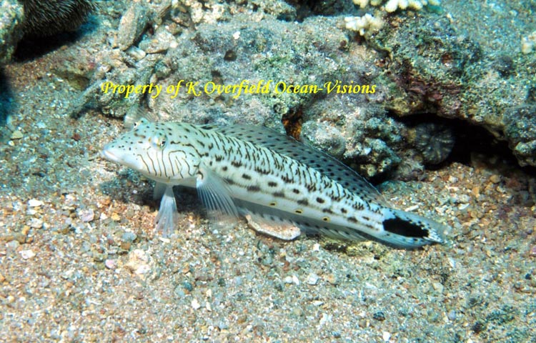 Yellow Spotted Perch