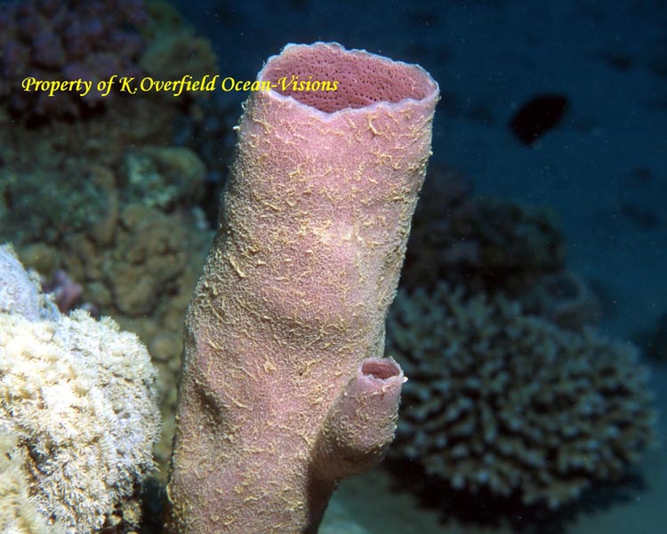 Coral Tube