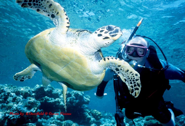 Diver & Turtle