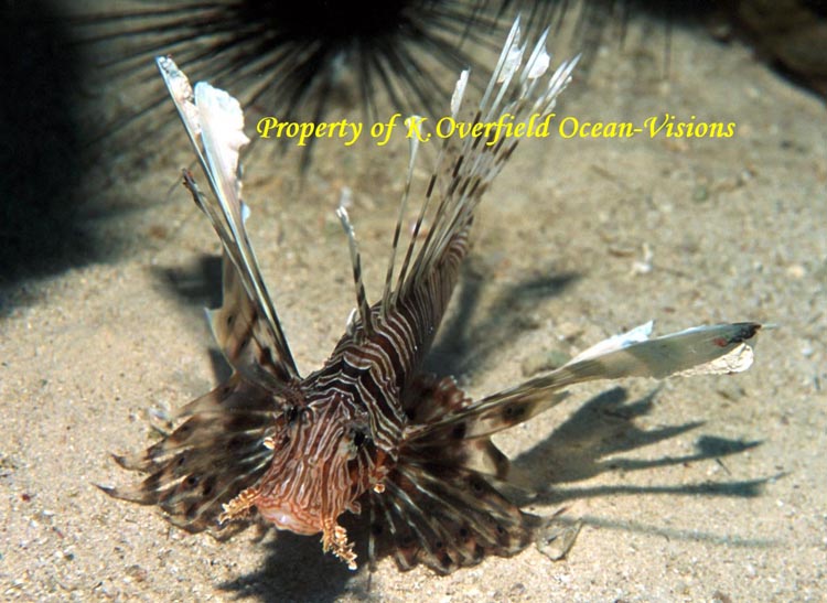 Lion Fish