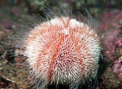 Sea Urchin