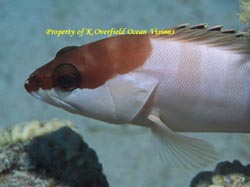 Black Tipped Grouper