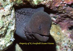 Giant Morray Eel