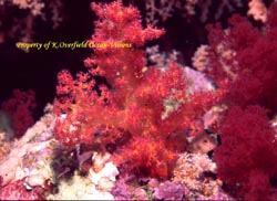 Pink Soft Coral