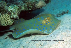 Blue Spotted Sting Ray