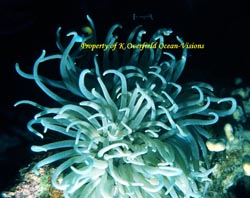 Red Sea Anemone