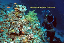 Diver On Reef