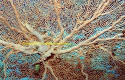 Gorgonion Sea Fan
