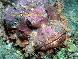 Scorpion Fish