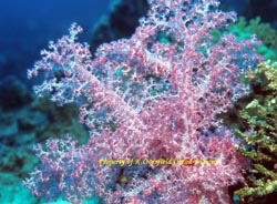 Pink Coral