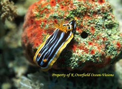 Nudibranch