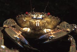 Velvet crab