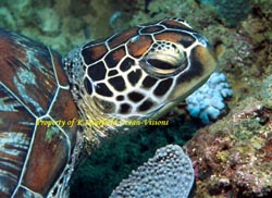 Hawksbill Turtle