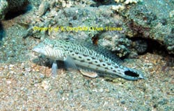 Yellow Spotted Perch