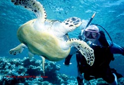 Diver & Turtle