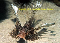 Lion Fish